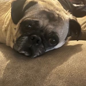 Meet your Posher, Carson